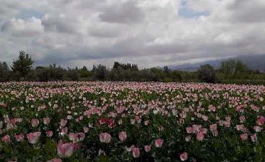Poppy Nearing Maturity in Balkh but Authorities Silent